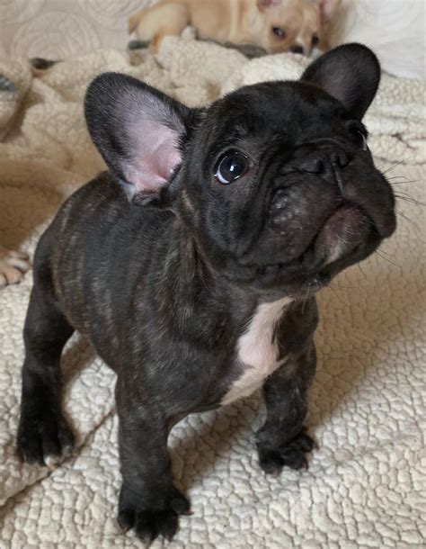 Brindle French Bulldogs - The French Bulldog