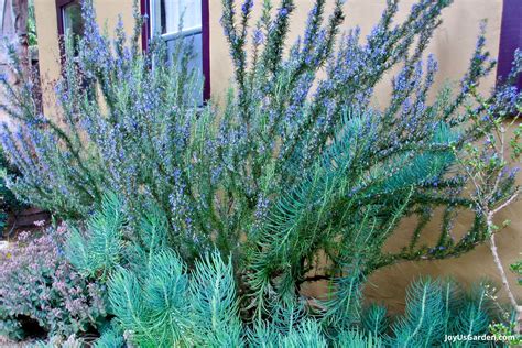 How Fast Does Rosemary Grow