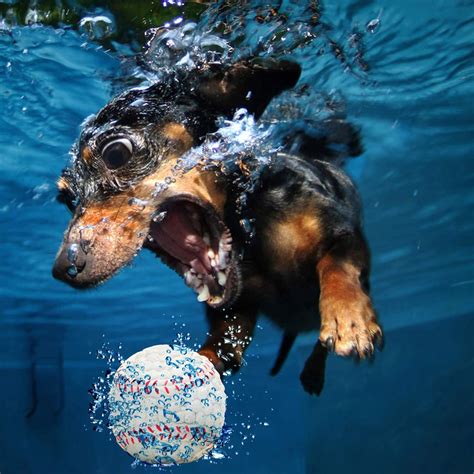 EE Toys-Latex Base Ball for Dogs – FurryFlipp