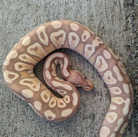 Image result for Snake Discovery Ball Python