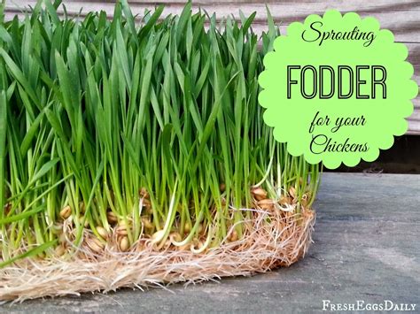 Image result for Fodder Making