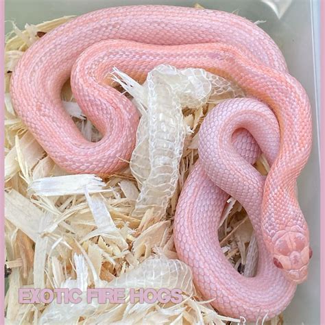 Corn Snake Pink at Kenneth Sensabaugh blog