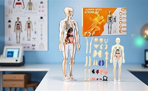 AORDEY Clear Human Body Structure Model for Kids | Human Body Model ...