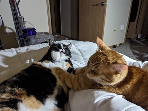 Nudes and Noods and Toast : r/NudesAndCats