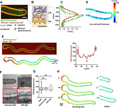 Fungi Cell Structure 的图像结果