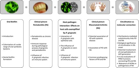 Dental Plaque Biofilm