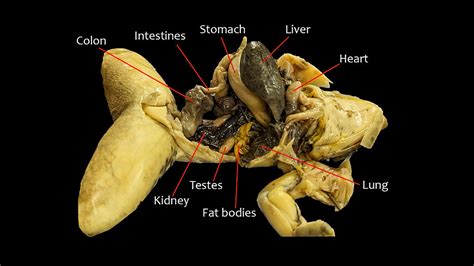 Frog Dissection Biology by Me 的图像结果