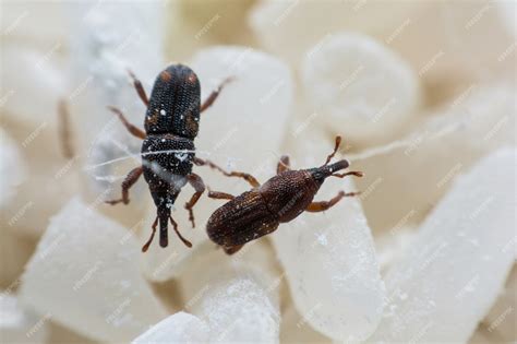 Rice Weevil 的图像结果