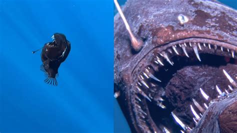 Creepy 'Black Demon' Fish With Monster Teeth Spotted In Daylight For ...
