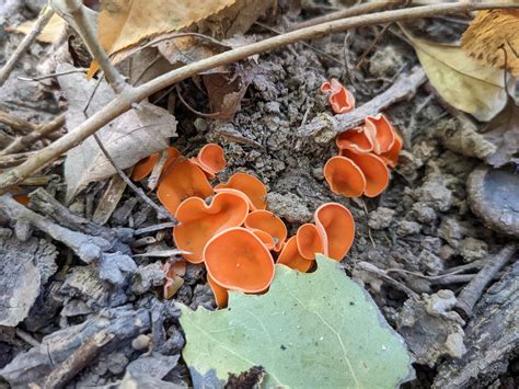 Orange peel fungus : r/mycology