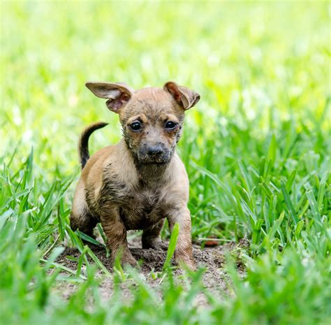 What Is The Lifespan Of A Chiweenie Dog