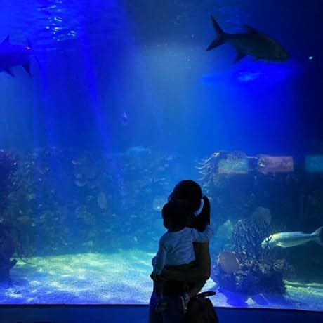 Purple Camera 的图像结果