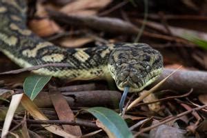 US woman found dead with python wrapped around neck