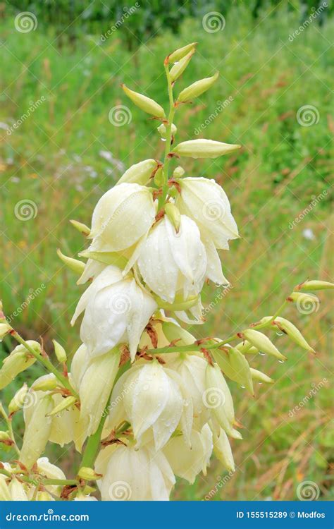 Vertical Yucca Plant in Bloom Stock Image - Image of plant, outdoors ...