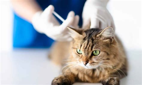 Amoxicillin Dosage Chart for Cats: Risks, Side Effects, Dosage, and ...