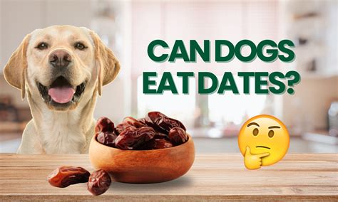 Can Dogs Eat Dates? Safety, Risks & Tips for Pets (2026) – Medjool Days