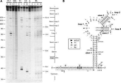 Characterization of the stop codon readthrough signal of Colorado tick ...