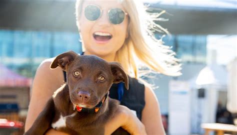 【免费送票】悉尼爱狗节8月重磅回归！800只狗狗与你见面 - 澳洲生活网