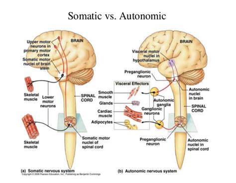 Image result for Somatic Nervous System Function