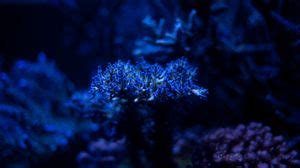 Algae wallpapers hd, desktop backgrounds, images and pictures