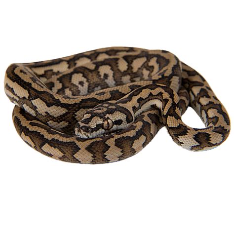 Image result for Carpet Python Heat Zones