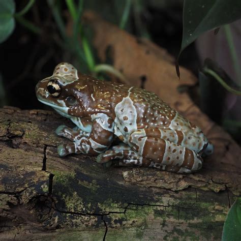 What Do Frogs Symbolize In The Bible? - Bible Wings