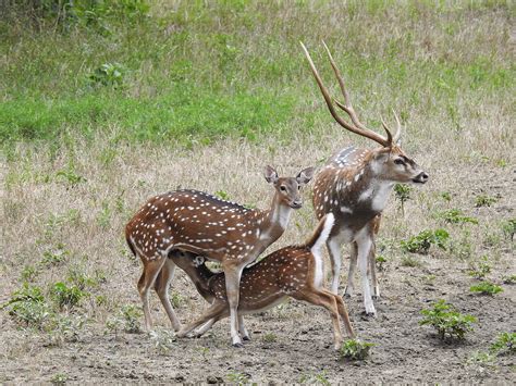 Axis Deer Hunt in Texas | Axis Deer Hunting Packages | Cotton Mesa ...