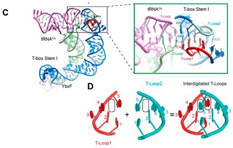 The tRNA Elbow in Structure, Recognition and Evolution