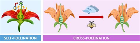 Pollination Explained 的图像结果
