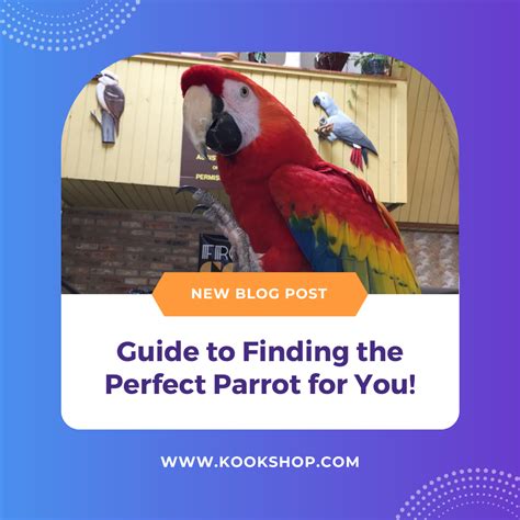 Image result for Parrot Guide