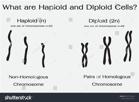 Differences Between Diploid Haploid Chromosomes Stock Vector (Royalty ...