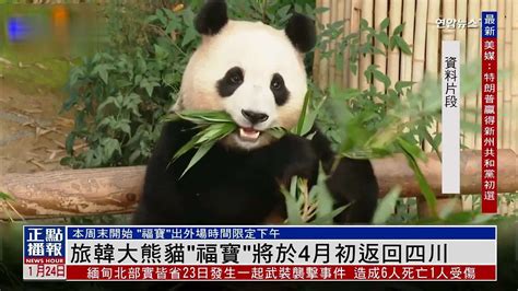 旅韩大熊猫“福宝”将于4月初返回四川_凤凰网视频_凤凰网