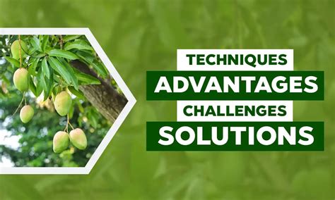 Mango Farming: Techniques, Advantages, Challenges, and Solutions