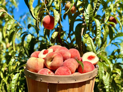 Peach Days - Boa Vista Orchards