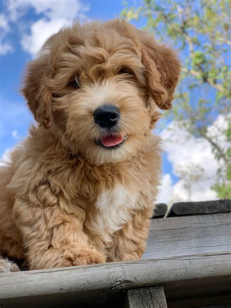 Golden Retriever Mixed With Poodle Puppy