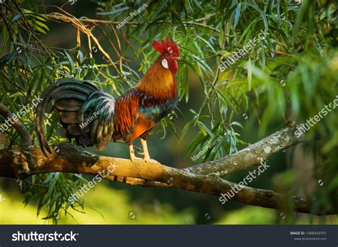 Red Junglefowl - Gallus gallus tropical bird in the family Phasianidae. It is the primary ...