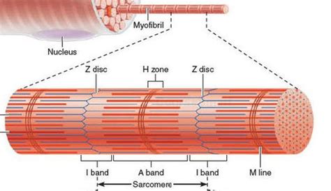 Image result for Z-Line Muscle Cell