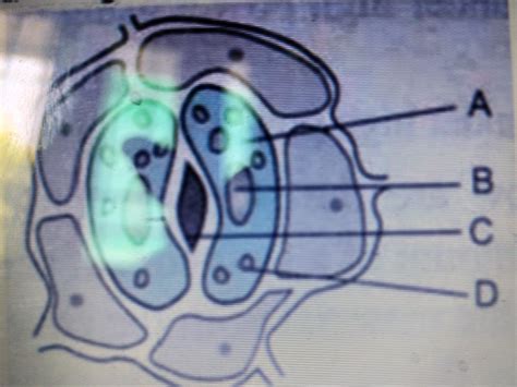 label the diagram A B C D - Brainly.in