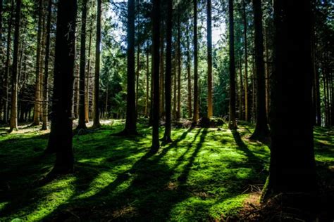 Image result for Standard Sorting Algorithm Bubble Sort