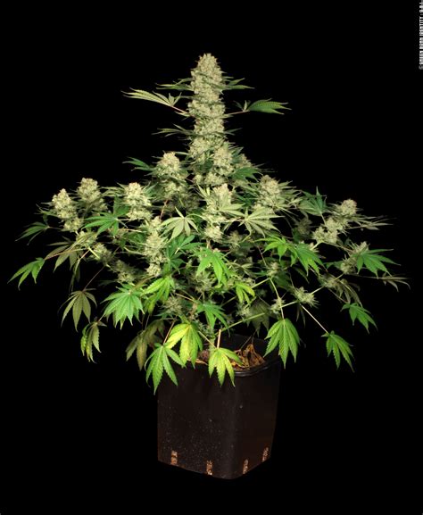 AK-47 Strain ® Originally Bred by Serious Seeds