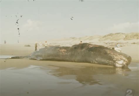 Exploding Whale Australia 的图像结果