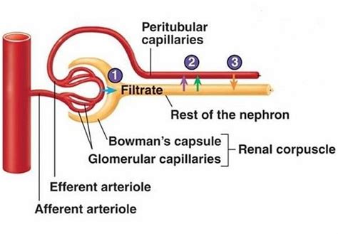 Excretion in Animals and Human Excretory System - Biology Class 11 ...