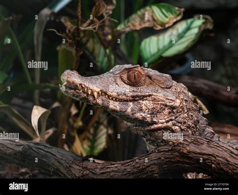 Cuviers dwarf caiman (Paleosuchus palpebrosus Stock Photo - Alamy