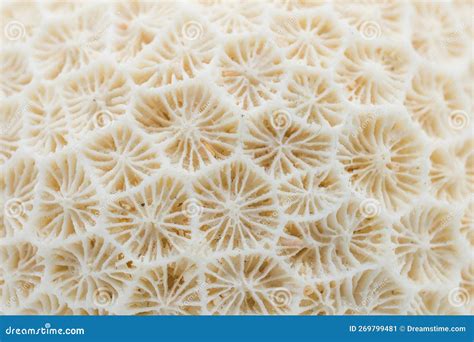 Close Up of the Surface of Dead Coral. Stock Image - Image of marine, decoration: 269799481