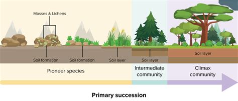 Image result for Primary Succession Examples