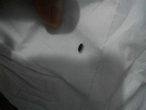 床上有黑色的小虫，是什么虫子，咬人么，有什么办法去除_百度知道