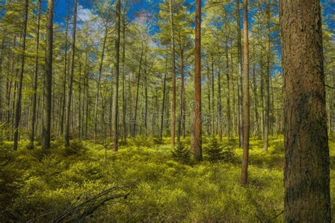 Nature Forest 的图像结果