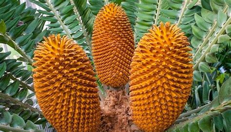 10 Rare Plants List in the World – Gardengram