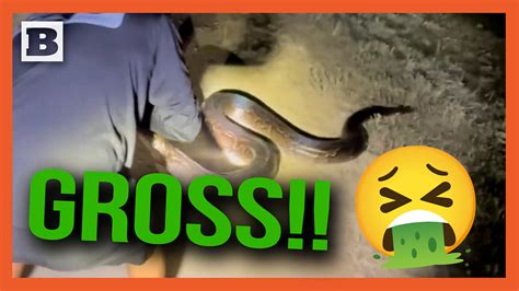 Largest Florida Python 的图像结果