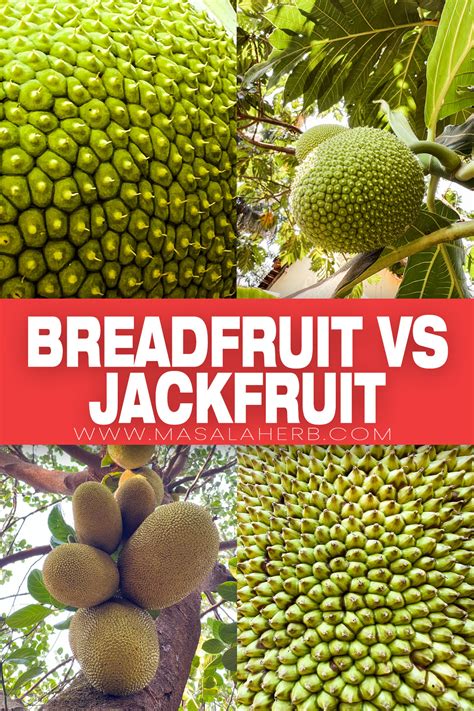Breadfruit VS Jackfruit: What's the difference?